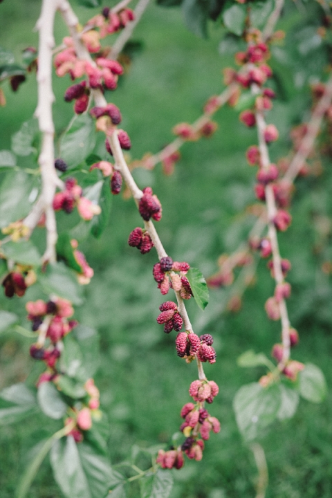 mulberry-tree-roses-nature-photos-vienna-glenn-001