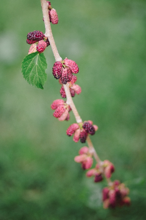 mulberry-tree-roses-nature-photos-vienna-glenn-003