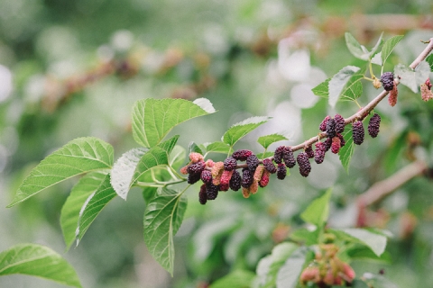 mulberry-tree-roses-nature-photos-vienna-glenn-005