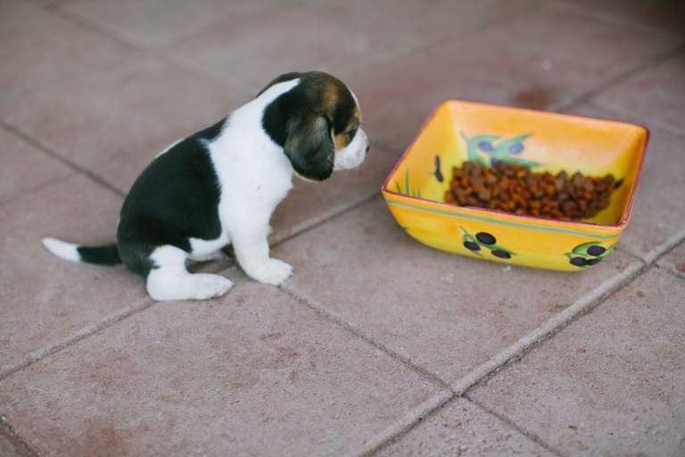 beagle-puppies-1