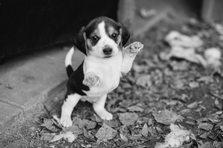 beagle-puppies-3