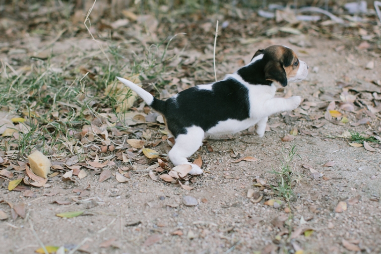 beagle-puppies-4