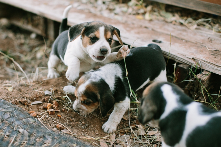beagle-puppies-5