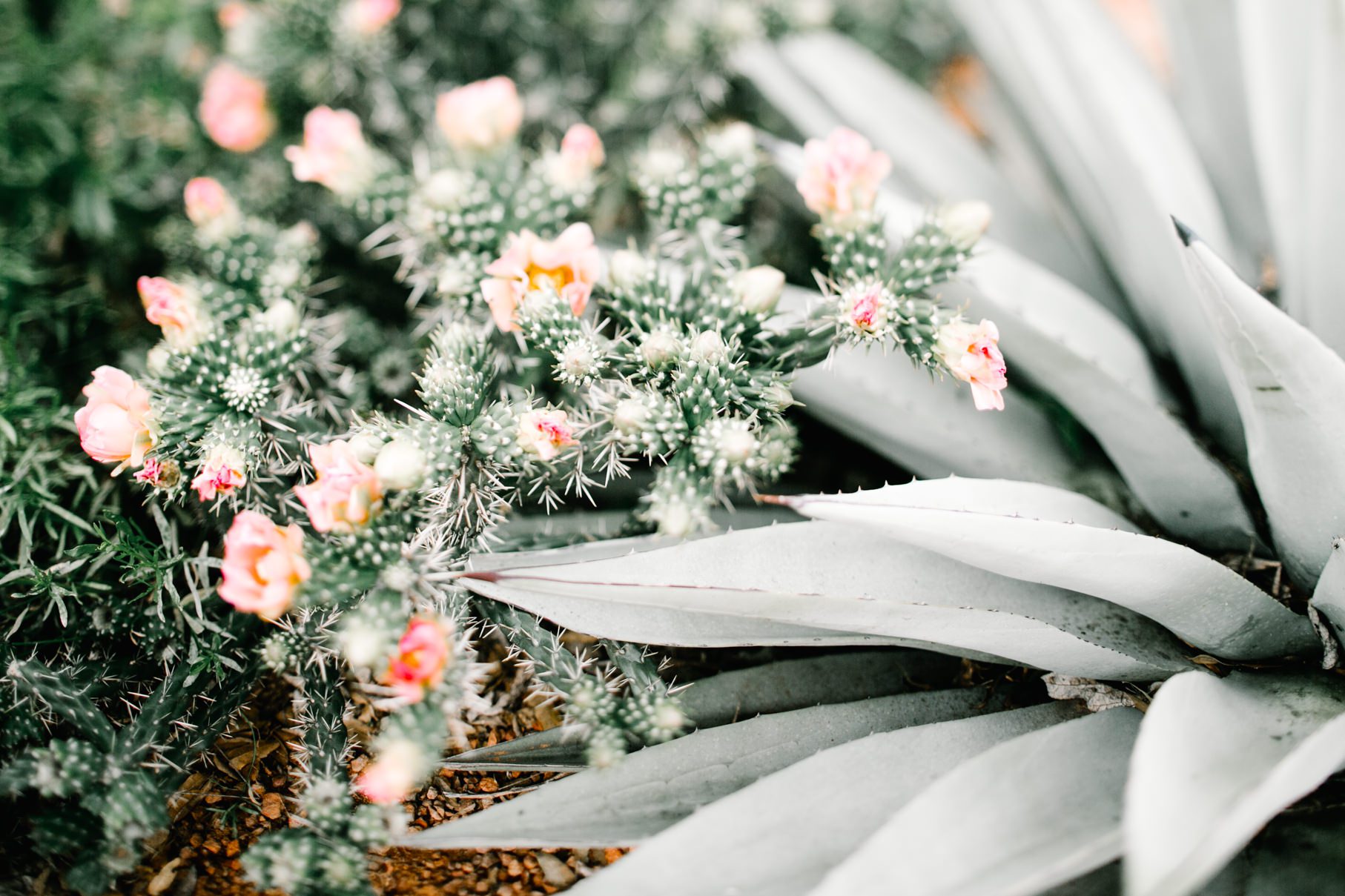 sedona-wedding-enchantment-resort-photographer-009